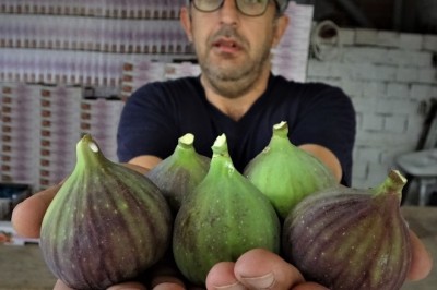 Siyah incirin dünya yolculuğu başladı