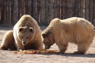 İç Anadolu'nun en büyük hayvanat bahçesine ziyaretçi akını