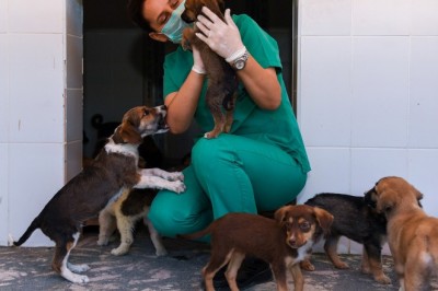 Kaşlı Geçici Hayvan Bakımevi, 1 Eylül’e kadar ziyarete kapatıldı