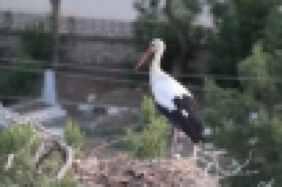 Konya’da leyleklerin göç yolculuğu başladı