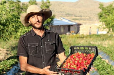 Köyüne dönerek organik çilek yetiştirmeye başladı, şimdi taleplere yetişemiyor