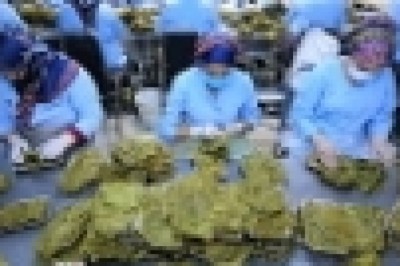 Tokat’tan Dubai ve Katar’a bağ yaprağı ihracatı