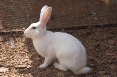 Hayvanat bahçesi değil ‘Huzur Çiftliği’