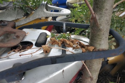 Otoparka terk edilen motosikletin bagaj rafı arasından ağaç büyüdü