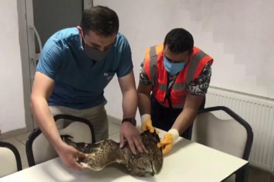 Pendik’te sokağa inen yaralı şahin tedavi edildi