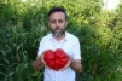 1 kilo 372 gram ağırlığındaki “Maniye” domatesi, görenleri şaşırtıyor