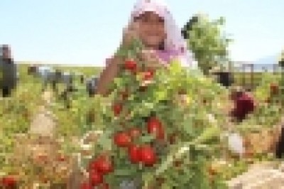Domates fiyatlarının yükselmesi bekleniyor