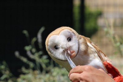 Tedavileri tamamlanan 5 şahin, 2 baykuş doğaya bırakıldı