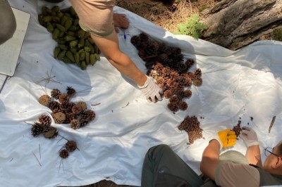 Bursa ormanlarında zengin tohum yılı