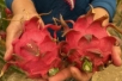 Girişimci ev hanımı iki yılda ürettiği ejder meyvesi ile yurt dışına açıldı