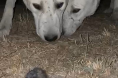 Akbaşlarla karşılaşan köstebeğin zarar görmemesi için çabaladı