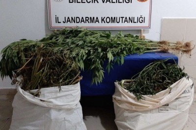 Mısır tarlasına kenevir eken şahıs tutuklandı