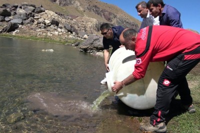 Sat Buzul Göllerine 60 bin yavru sazan bırakıldı