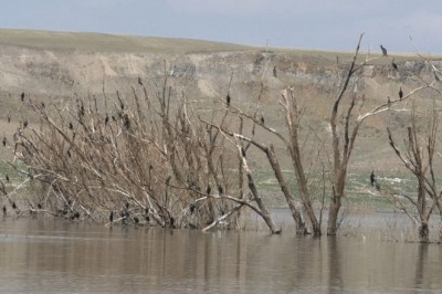 Baraj suyu çekildi, ağaçlar ortaya çıktı