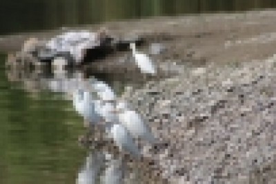 Kuraklık balıkçıl kuş türlerini göçe zorluyor