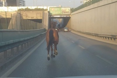 Bursa’da başıboş at ana yolda trafiği altüst etti