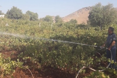 Diyarbakır'da kurumaya yüz tutan üzüm bağları itfaiyenin desteği ile sulandı