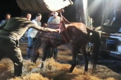 Hopa’da ölüme terk edilen ikinci 'at' vakası