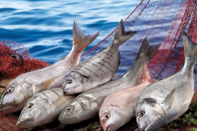 Şimdi balık zamanı