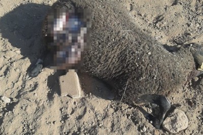 Ağılı basan kurtlar 25 koyunu ve 5 kuzuyu telef etti