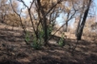 Orman yangınında yanan ağaçların kökleri filizlendi