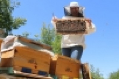 Bilim insanından arı ölümlerine karşı kış öncesi besin takviyesi uyarısı