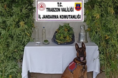 Evinin balkonunda esrar yetiştirince yakalandı