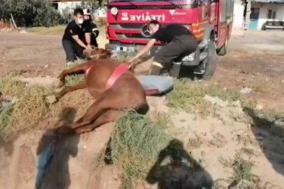 Fosseptik çukuruna düşen at itfaiye ekiplerince kurtarıldı