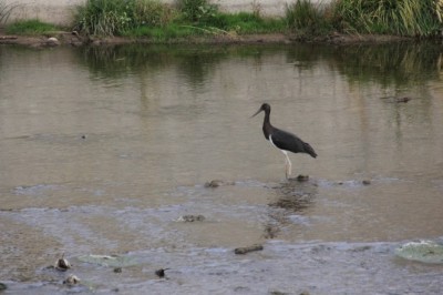 Kara leylek, Sivas’ta ortaya çıktı