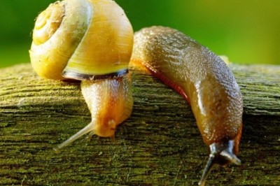 Sümüklü Böcek misin,Salyangoz mu yoksa bir Kurtçuk mu?